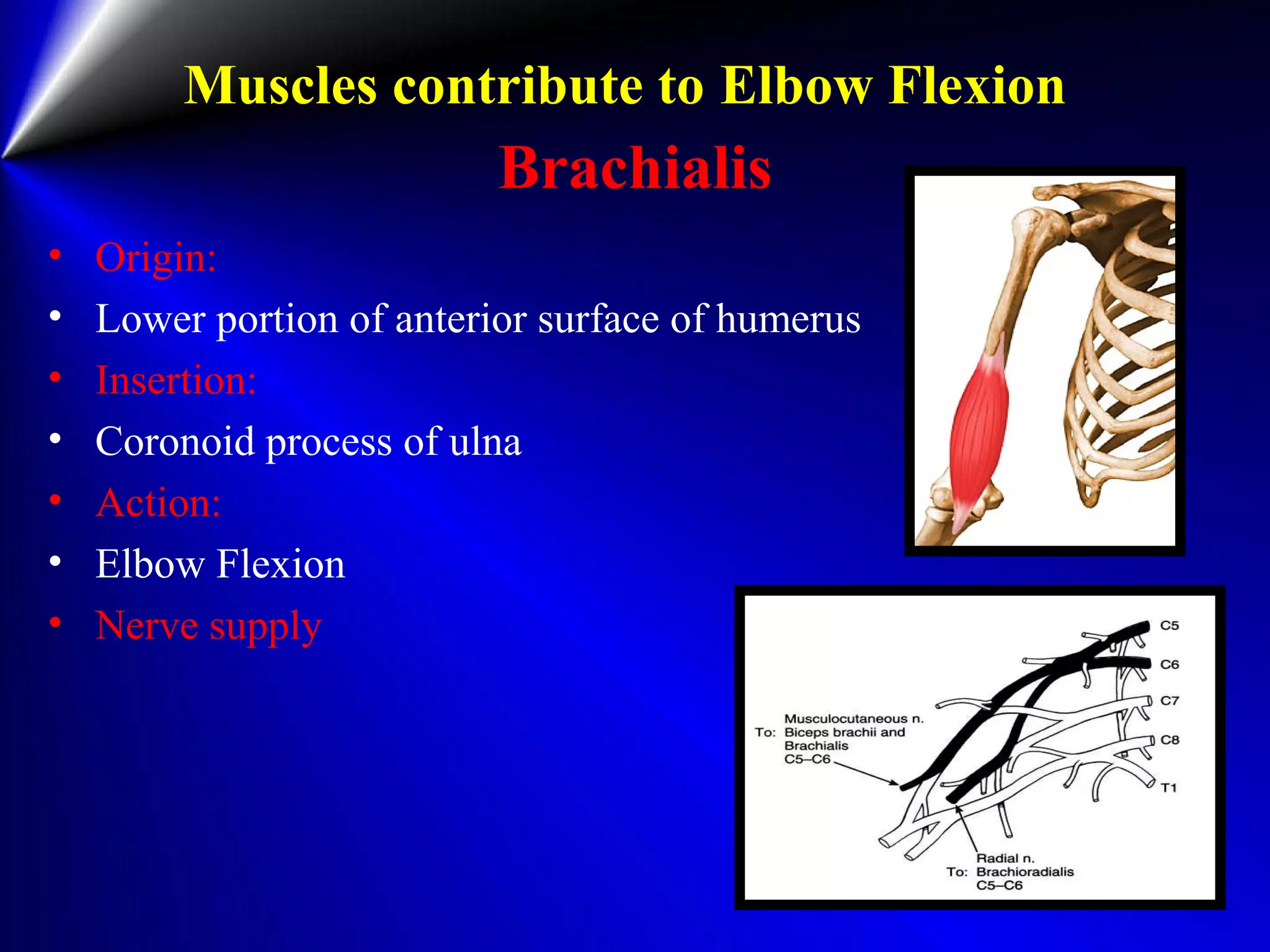Muscles contribute to Elbow Flexion
Brachialis
• Origin:
• Lower portion of anterior surface of humerus
• Insertion:
• Coronoid process of ulna
• Action:
• Elbow Flexion
• Nerve supply
 