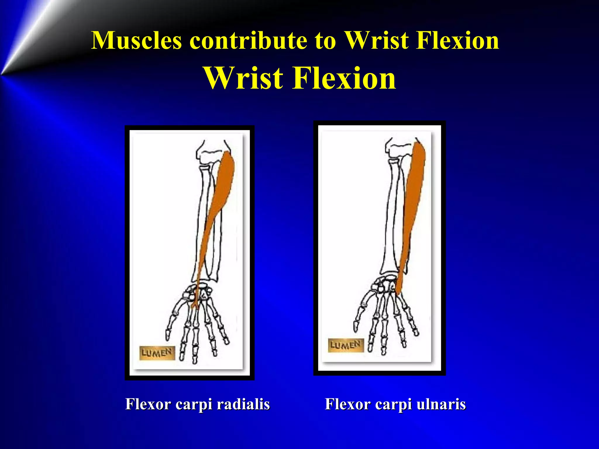 Muscles contribute to Wrist Flexion
Wrist Flexion
Flexor carpi radialis Flexor carpi ulnarisFlexor carpi radialis Flexor carpi ulnaris
 