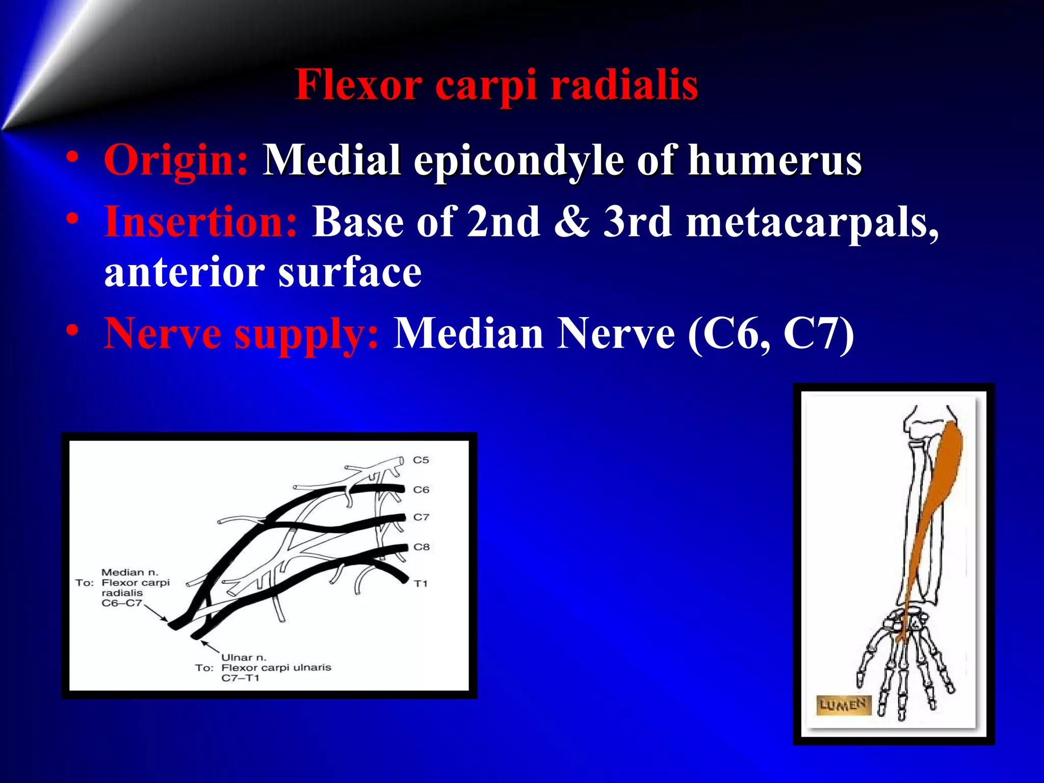 Flexor carpi radialisFlexor carpi radialis
• Origin: Medial epicondyle of humerusMedial epicondyle of humerus
• Insertion: Base of 2nd & 3rd metacarpals,
anterior surface
• Nerve supply: Median Nerve (C6, C7)
 