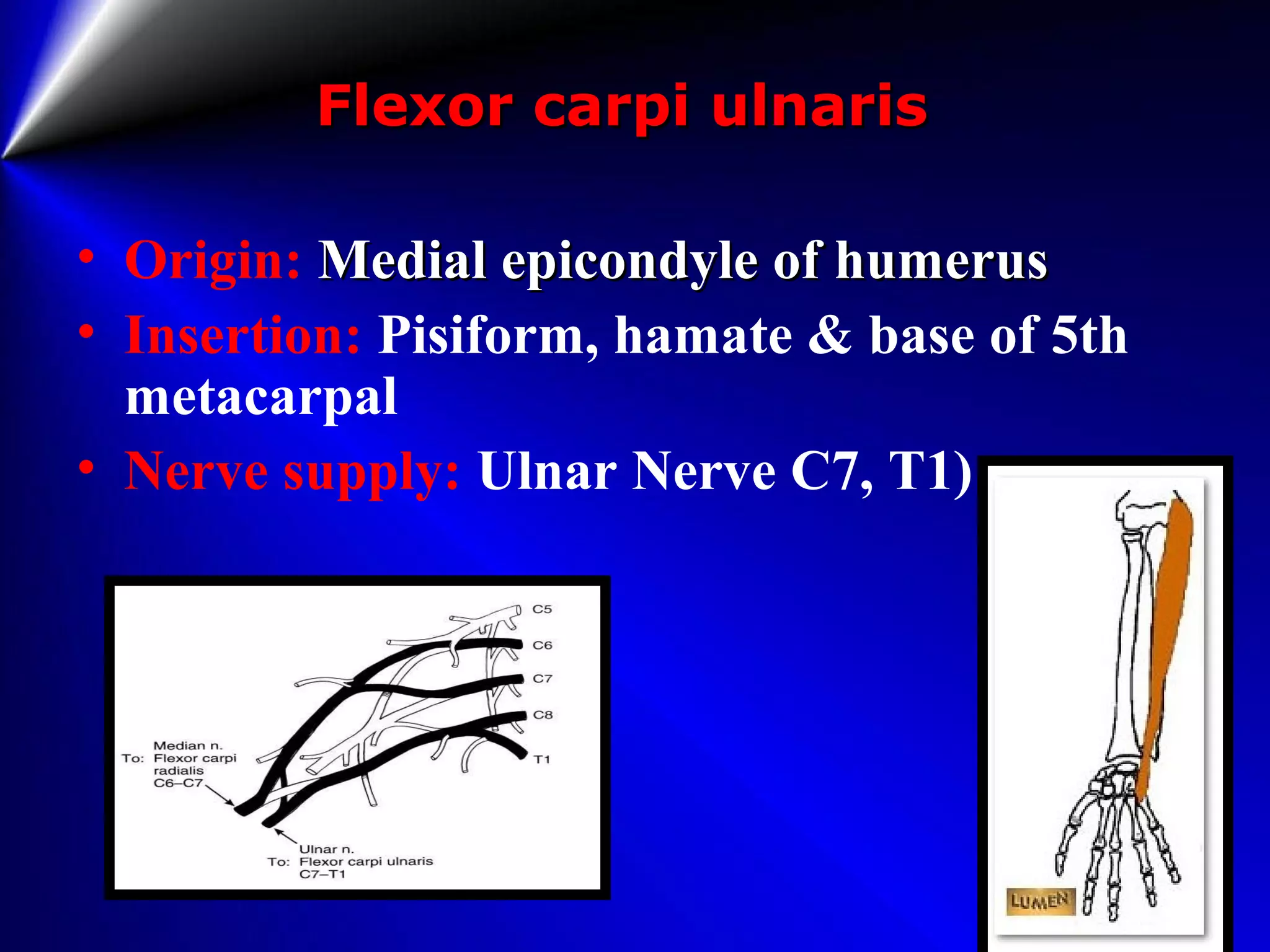 Flexor carpi ulnarisFlexor carpi ulnaris
• Origin: Medial epicondyle of humerusMedial epicondyle of humerus
• Insertion: Pisiform, hamate & base of 5th
metacarpal
• Nerve supply: Ulnar Nerve C7, T1)
 