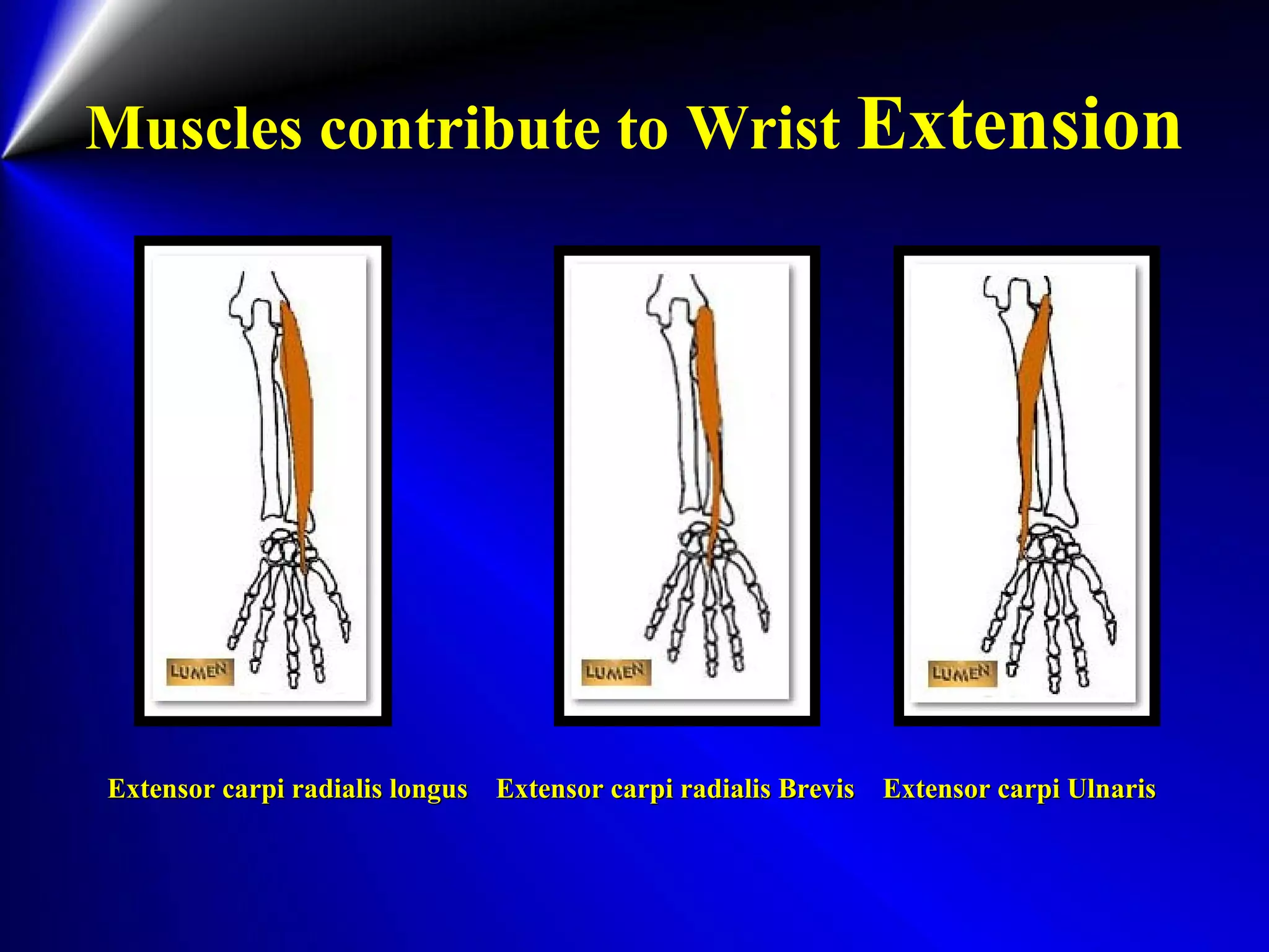 Muscles contribute to Wrist Extension
Extensor carpi radialis longus Extensor carpi radialis Brevis Extensor carpi UlnarisExtensor carpi radialis longus Extensor carpi radialis Brevis Extensor carpi Ulnaris
 