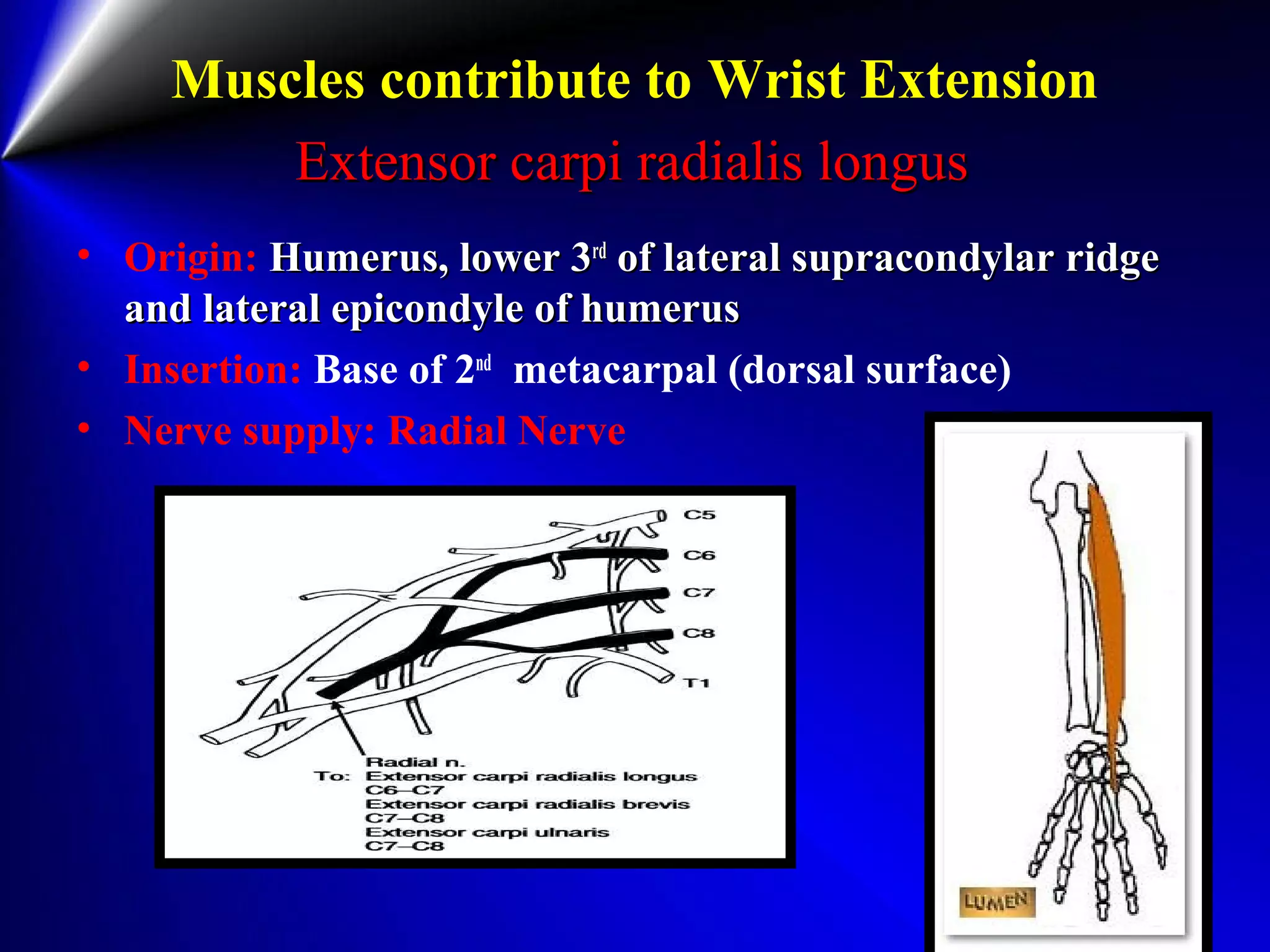 Muscles contribute to Wrist Extension
Extensor carpi radialis longusExtensor carpi radialis longus
• Origin: Humerus, lower 3Humerus, lower 3rdrd
of lateral supracondylar ridgeof lateral supracondylar ridge
and lateral epicondyle of humerusand lateral epicondyle of humerus
• Insertion: Base of 2nd
metacarpal (dorsal surface)
• Nerve supply: Radial Nerve
 