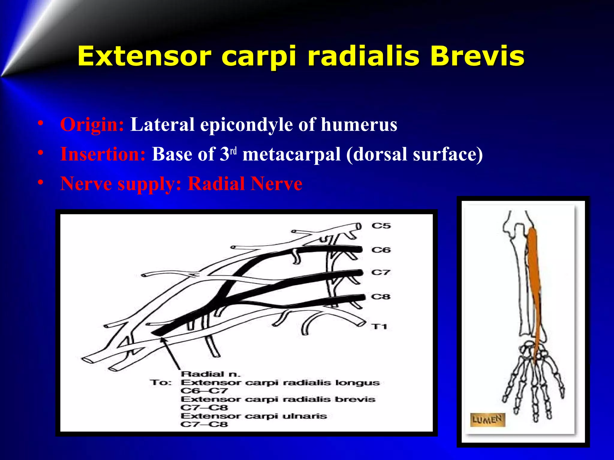 Extensor carpi radialis BrevisExtensor carpi radialis Brevis
• Origin: Lateral epicondyle of humerus
• Insertion: Base of 3rd
metacarpal (dorsal surface)
• Nerve supply: Radial Nerve
 