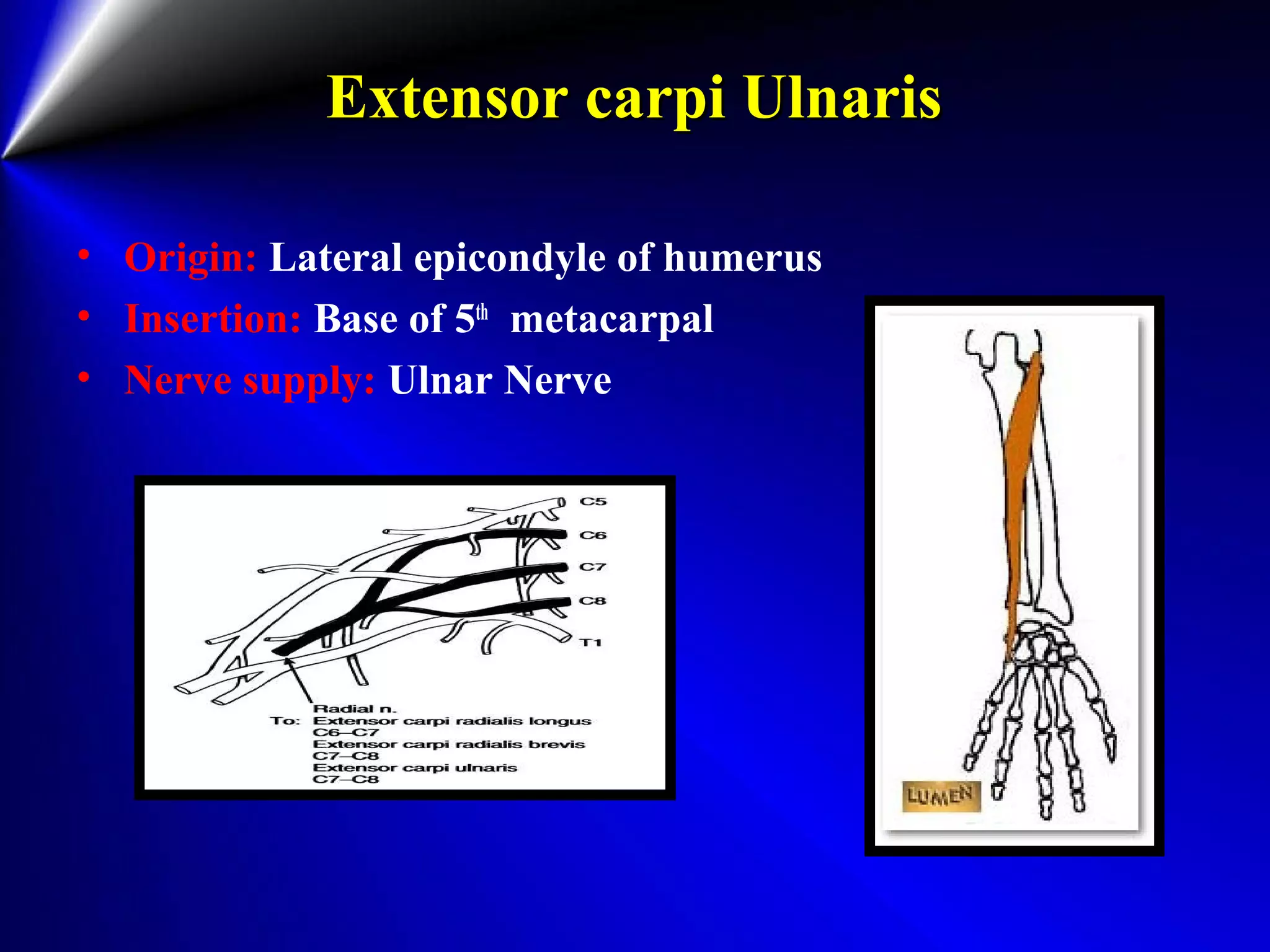Extensor carpi UlnarisExtensor carpi Ulnaris
• Origin: Lateral epicondyle of humerus
• Insertion: Base of 5th
metacarpal
• Nerve supply: Ulnar Nerve
 