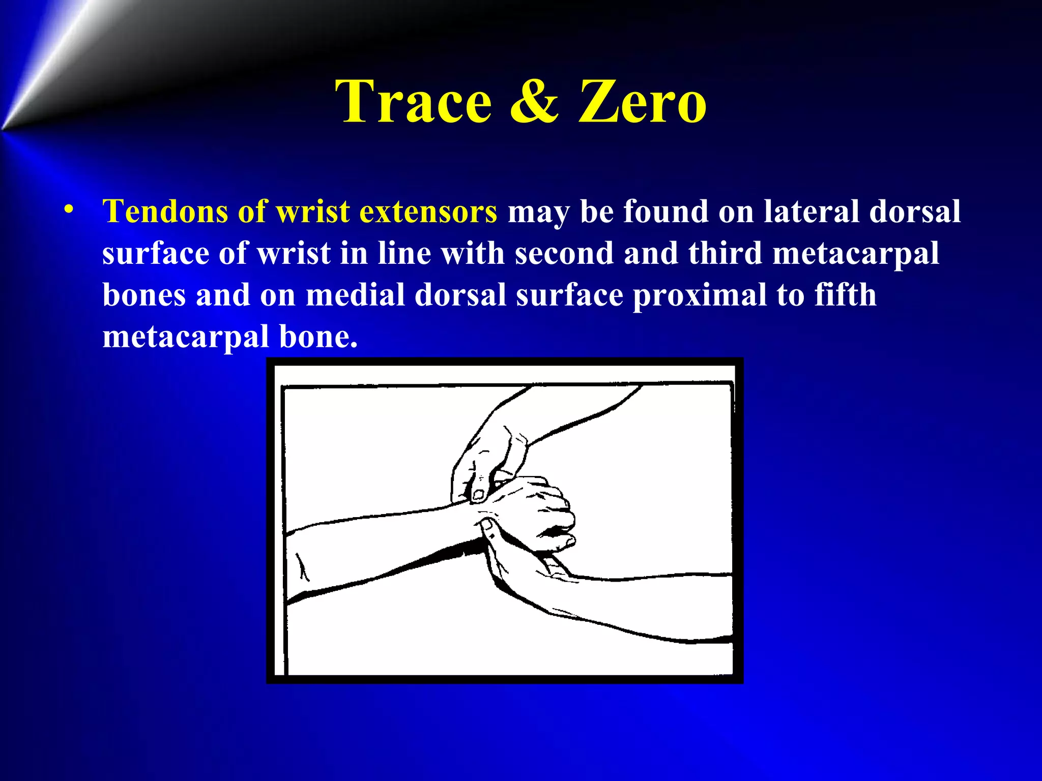 Trace & Zero
• Tendons of wrist extensors may be found on lateral dorsal
surface of wrist in line with second and third metacarpal
bones and on medial dorsal surface proximal to fifth
metacarpal bone.
 