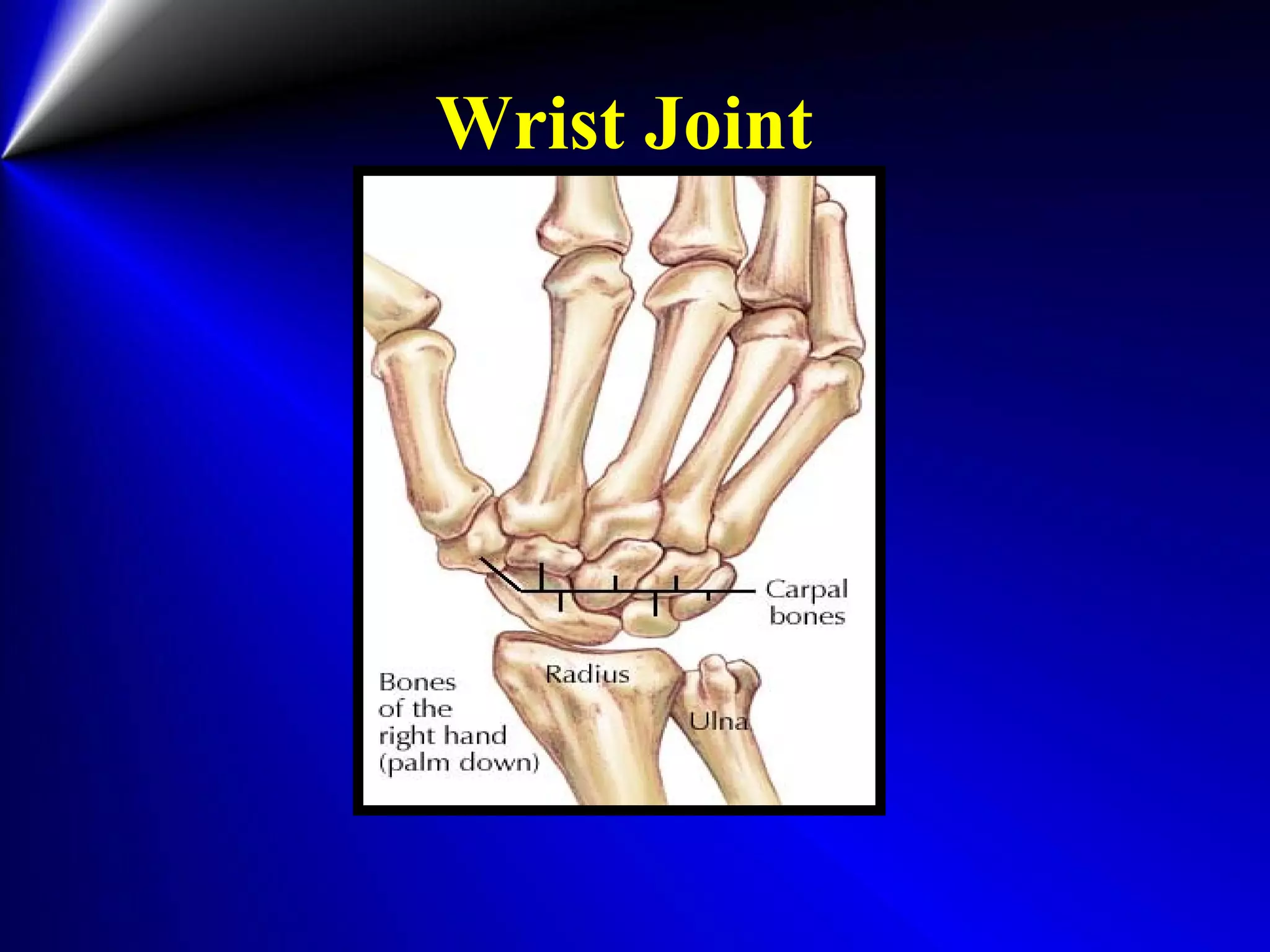 Wrist Joint
 