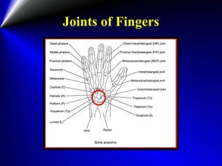 Joints of Fingers
 
