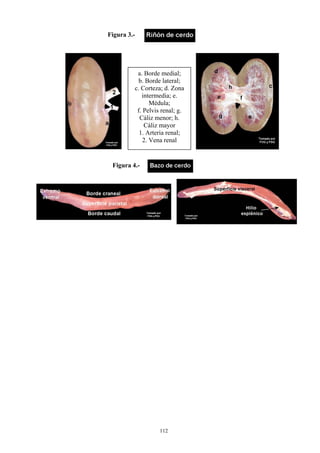 Figura 3.-




          a. Borde medial;
           b. Borde lateral;
         c. Corteza; d. Zona        h
            intermedia; e.
                Médula;
          f. Pelvis renal; g.
           Cáliz menor; h.      g
             Cáliz mayor
           1. Arteria renal;
             2. Vena renal


 Figura 4.-




                   112
 