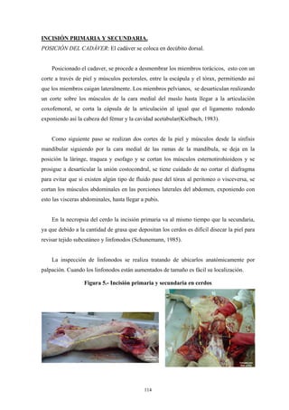 INCISIÓN PRIMARIA Y SECUNDARIA.
POSICIÓN DEL CADÁVER: El cadáver se coloca en decúbito dorsal.


    Posicionado el cadaver, se procede a desmembrar los miembros torácicos, esto con un
corte a través de piel y músculos pectorales, entre la escápula y el tórax, permitiendo así
que los miembros caigan lateralmente. Los miembros pelvianos, se desarticulan realizando
un corte sobre los músculos de la cara medial del muslo hasta llegar a la articulación
coxofemoral, se corta la cápsula de la articulación al igual que el ligamento redondo
exponiendo así la cabeza del fémur y la cavidad acetabular(Kielbach, 1983).


    Como siguiente paso se realizan dos cortes de la piel y músculos desde la sínfisis
mandibular siguiendo por la cara medial de las ramas de la mandíbula, se deja en la
posición la láringe, traquea y esofago y se cortan los músculos esternotirohioideos y se
prosigue a desarticular la unión costocondral, se tiene cuidado de no cortar el diafragma
para evitar que si existen algún tipo de fluido pase del tórax al peritoneo o visceversa, se
cortan los músculos abdominales en las porciones laterales del abdomen, exponiendo con
esto las visceras abdominales, hasta llegar a pubis.


    En la necropsia del cerdo la incisión primaria va al mismo tiempo que la secundaria,
ya que debido a la cantidad de grasa que depositan los cerdos es difícil disecar la piel para
revisar tejido subcutáneo y linfonodos (Schunemann, 1985).


    La inspección de linfonodos se realiza tratando de ubicarlos anatómicamente por
palpación. Cuando los linfonodos están aumentados de tamaño es fácil su localización.

                  Figura 5.- Incisión primaria y secundaria en cerdos




                                             114
 