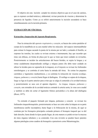 El objetivo de esta incisión cumple los mismos objetivos que en el caso de caninos,
que es exponer cavidad torácica y abdominal, revisar posición de vísceras y determinar la
presencia de líquidos. Como ya se refirió anteriormente la incisión secundaria se hace
simultáneamente con la incisión primaria.


EXTRACCIÓN DE VÍSCERAS.


Extracción e Inspección del Aparato Respiratorio.


    Para la extracción del aparato respiratorio y corazón, se hacen dos cortes paralelos al
cuerpo de la mandíbula en su cara medial sobre los músculos del espacio intermandibular
para extraer la lengua sacando la punta de la misma por un lado y cortando el frenillo, se
exponen las tonsilas, las cuales se revisan externa e internamente, hay que recordar que
éstas son difusas, en forma de placa por lo que se tiene que tener cuidado en revisarlas.
Posteriormente se inciden las articulaciones del hueso hioides, se sujeta la lengua y se
retrae caudalmente desprendiendo esófago y tráquea juntos (Se debe tener cuidado en
ubicar la tiroides para no separarla de la traquea), en el trayecto se revisan los linfonodos
retrofaríngeos y se continúa el corte hasta la entrada del tórax. Se cortan los paquetes
carotídeos y ligamentos mediastínicos, y se continúa la retracción de visceras (esófago,
tráquea, pulmones y corazón) hasta llegar al diafragma. El esófago se separa de la tráquea,
luego se liga en la parte anterior para evitar que se salga el contenido a la cavidad torácica
y posteriormente se saca con el aparato digestivo.        La lengua, tráquea, pulmones y
corazón, son extraídos de la cavidad torácica cortando la arteria aorta, la vena cava caudal
y también se debe de cortar el ligamento frénico pericárdico a la altura del diafragma
(Rossi, 1977).


    Ya extraido el paquete formado por tráquea, pulmones y corazón se revisan los
linfonodos traqueobronquiales, posteriormente se hace un corte sobre la tráquea en su parte
membranosa (anillo incompleto), hasta llegar a la bifurcación de la misma, de aquí se
continúa por los bronquios principales cortando primero el bronquio traqueal que va del
lado derecho, hasta donde la tijera pueda llegar, de esta manera se podrá revisar la mucosa
de éstos órganos tubulares y su contenido. Con esta revisión se pueden hacer patentes
algunas patologías como cuadros de bronquitis o parasitosis como Metastrongylus.



                                             115
 