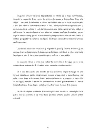 El aparato urinario se revisa desprendiendo los riñones de la fascia subperitoneal,
teniendo la precaución de no romper los ureteres, los cuales se disecan hasta llegar a la
vejiga. La revisión de cada riñón se efectúa haciendo un corte por el borde lateral de polo
a polo para retirar la cápsula fibrosa hasta el hilio. Se inspeccionará la superficie renal y
posteriormente se continúa el corte del parénquima renal hasta exponer corteza, médula y
pelvis renal. Se recomienda que se haga sobre una mesa de parafina o de madera y que se
haga de un solo corte y que sea lo más simétrico, para poder ver la relación entre corteza y
médula que puede verse alterada en algunas patologías como nefritis intersticial crónica
por leptospirosis.


    Los ureteres se revisan observando y palpando el grosor y simetría de ambos, y en
caso de observar alteraciones u obstrucciones se efectúa un corte desde la pelvis renal hasta
la vejiga o se trata de hacer pasar un estilete para confirmar la obstrucción.


    Es necesario extraer la orina para realizar la inspección de la vejiga ya que si se
requiere tomar una muestra de orina ésta no se contamine con otros agentes.


    En el caso de necesitar una muestra de orina es forzoso limpiar la vejiga con una
torunda húmeda con alcohol posteriormente con una jeringa estéril se extrae la orina y se
coloca en un frasco perfectamente limpio; ya tomada la muestra se procede a la inspección
de la vejiga; primero se revisa sus características externas posteriormente se         incide
longitudinalmente desde el ápice hasta la uretra, observando el estado de la mucosa.


    En caso de requerir un examen de la uretra pélvica en machos, se corta el piso de la
pelvis con un costotomo y se revisa hasta el meato urinario externo (orificio uretral
externo).




                                              119
 