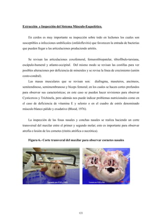 Extracción e Inspección del Sistema Músculo-Esquelético.


    En cerdos es muy importante su inspección sobre todo en lechones los cuales son
susceptibles a infecciones umbilicales (onfaloflevitis) que favorecen la entrada de bacterias
que pueden llegar a las articulaciones produciendo artritis.


    Se revisan las articulaciones coxofemoral, femurotibiopatelar, tibiofíbulo-tarsiana,
escápulo-humeral y atlanto-occipital. Del mismo modo se revisan las costillas para ver
posibles alteraciones por deficiencia de minerales y se revisa la línea de crecimiento (unión
costo-condral).
    Las masas musculares que se revisan son:                 diafragma, maseteros, ancóneos,
semitendinoso, semimembranoso y bíceps femoral; en los cuales se hacen cortes profundos
para observar sus características; en este caso se pueden hacer revisiones para observar
Cysticercos y Trichinela, pero además nos puede indicar problemas nutricionales como en
el caso de deficiencia de vitamina E y selenio o en el cuadro de estrés denominado
músculo blanco pálido y exudativo (Blood, 1976).


    La inspección de las fosas nasales y conchas nasales se realiza haciendo un corte
transversal del maxilar entre el primer y segundo molar; esto es importante para observar
atrofia o lesión de los cornetes (rinitis atrófica o necrótica).

    Figura 6.- Corte transveral del maxilar para observar cornetes nasales




                                               121
 