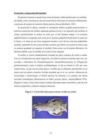 Extracción e Inspección del Encéfalo.

    De primera instancia se puede hacer toma de líquido cefaloraquideo para ver cantidad
de líquido, color, consistencia y de esta manera hacer frotis para ver procesos inflamatorios
y presencia de cuerpos de inclusión (fiebre porcina clásica) (Kielbach, 1983).
    Se desarticula la cabeza, cortando la articulación atlanto-occipital posteriormente se
realiza la extracción del cerebro separando primero la piel y los músculos que recubren el
cráneo, posteriormente se realiza un corte que va del forámen magno a la comisura
palpebral lateral, el segundo corte inicia de la comisura palpebral lateral hacia el centro de
la frente, a la altura de una línea imaginaria trazada a nivel de las comisuras palpebrales
mediales, repitiendo los dos cortes del lado contrario, por último se levantan los huesos que
se cortaron quedando así expuesto el encéfalo. Estos cortes son levemente diferentes a la
del perro debido a que el encéfalo en el cerdo es más alargado.
    El cerebro se extrae cuidadosamente cortando los pares craneales de rostral a caudal.
Una vez extraido para una mejor inspección, el cerebro se toman las muestras que van a ser
enviadas a laboratorio de inmunohistoquímica (inmunofluorescencia) en refrigeración
preferrentemente y para el análisis morfopatológico se fija en formol al 10% por unas
cuantas horas, ya que esto da cierta dureza, evitando que se desbarate, permitiendo así un
mejor corte en cuanto a simetría. Se debe recordadr que si se va a enviar a laboratorio de
inmunología o bacteriología, el formol inactiva las bacterias y no permite una buena
actividad inmunológica (fluorescencia en fiebre porcina clásica, Aujesky)(Blood 1976).
Después se hacen cortes transversales seriados abarcando ambos hemisferios, para de esta
manera compararlos y detectar cualquier alteración.

              Figura 7.- Cortes del cráneo para extraer cerebro en cerdos




                                             122
 