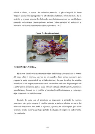 animal se diseca, se cortan     los músculos pectorales, el plexo braquial del brazo
derecho, los músculos de la pierna y la articulación coxofemoral del mismo lado. Ya en
posición se procede a revisar los linfonodos superficiales como son los mandibulares,
cervicales superficiales (preescapulares), axilares (subescapulares), el prefemoral y,
mamarios o escrotales dependiendo del sexo (Kielbach, 1983).


                             Figura 5 .- Incisión primaria




INCISIÓN SECUNDARIA.


    Se disecan los músculos esterno-tirohioideos de la laringe y tráquea hasta la entrada
del tórax sobre el esternón, una vez ahí se procede a hacer cortes musculares para
exponer la unión costocondral por el lado derecho y la zona dorsal de las costillas
tratando de evitar las procesos transversas de las vértebras torácicas, despues se procede
a cortar con un costotomo, debido a que esto solo se hace del lado derecho, la incisión
secundaria esta formada por el costillar y los músculos abdominales que se cortan para
dejar expuesta la cavidad abdominal.


    Después del corte con el costotomo es importante ir cortando las uniones
musculares para poder separar el costillar, además se deberán efectuar cortes en los
músculos intercostales para poder ir sujetando y jalando por estos lugares, para evitar
lastimarse con las esquirlas del hueso cortado. Realizado esto se procede a observar las
vísceras in situ.




                                           127
 