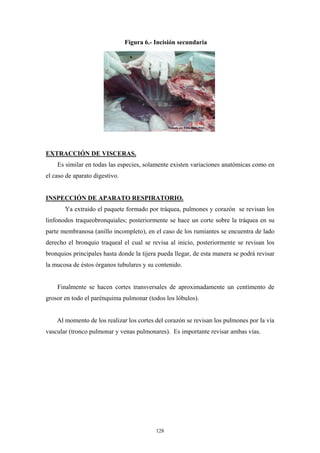 Figura 6.- Incisión secundaria




EXTRACCIÓN DE VISCERAS.
    Es similar en todas las especies, solamente existen variaciones anatómicas como en
el caso de aparato digestivo.


INSPECCIÓN DE APARATO RESPIRATORIO.
       Ya extraido el paquete formado por tráquea, pulmones y corazón se revisan los
linfonodos traqueobronquiales; posteriormente se hace un corte sobre la tráquea en su
parte membranosa (anillo incompleto), en el caso de los rumiantes se encuentra de lado
derecho el bronquio traqueal el cual se revisa al inicio, posteriormente se revisan los
bronquios principales hasta donde la tijera pueda llegar, de esta manera se podrá revisar
la mucosa de éstos órganos tubulares y su contenido.


    Finalmente se hacen cortes transversales de aproximadamente un centímento de
grosor en todo el parénquima pulmonar (todos los lóbulos).


    Al momento de los realizar los cortes del corazón se revisan los pulmones por la vía
vascular (tronco pulmonar y venas pulmonares). Es importante revisar ambas vías.




                                           128
 