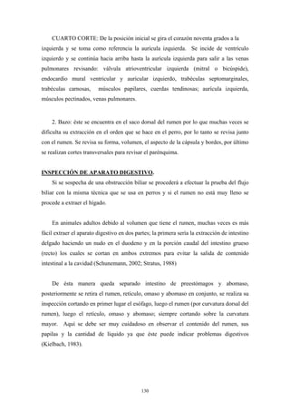 CUARTO CORTE: De la posición inicial se gira el corazón noventa grados a la
izquierda y se toma como referencia la aurícula izquierda. Se incide de ventrículo
izquierdo y se continúa hacia arriba hasta la aurícula izquierda para salir a las venas
pulmonares revisando: válvula atrioventricular izquierda (mitral o bicúspide),
endocardio mural ventricular y auricular izquierdo, trabéculas septomarginales,
trabéculas carnosas,     músculos papilares, cuerdas tendinosas; aurícula izquierda,
músculos pectinados, venas pulmonares.


    2. Bazo: éste se encuentra en el saco dorsal del rumen por lo que muchas veces se
dificulta su extracción en el orden que se hace en el perro, por lo tanto se revisa junto
con el rumen. Se revisa su forma, volumen, el aspecto de la cápsula y bordes, por último
se realizan cortes transversales para revisar el parénquima.


INSPECCIÓN DE APARATO DIGESTIVO.
    Si se sospecha de una obstrucción biliar se procederá a efectuar la prueba del flujo
biliar con la misma técnica que se usa en perros y si el rumen no está muy lleno se
procede a extraer el hígado.


    En animales adultos debido al volumen que tiene el rumen, muchas veces es más
fácil extraer el aparato digestivo en dos partes; la primera sería la extracción de intestino
delgado haciendo un nudo en el duodeno y en la porción caudal del intestino grueso
(recto) los cuales se cortan en ambos extremos para evitar la salida de contenido
intestinal a la cavidad (Schunemann, 2002; Stratus, 1988)


    De ésta manera queda separado intestino de preestómagos y abomaso,
posteriormente se retira el rumen, retículo, omaso y abomaso en conjunto, se realiza su
inspección cortando en primer lugar el esófago, luego el rumen (por curvatura dorsal del
rumen), luego el retículo, omaso y abomaso; siempre cortando sobre la curvatura
mayor. Aquí se debe ser muy cuidadoso en observar el contenido del rumen, sus
papilas y la cantidad de líquido ya que éste puede indicar problemas digestivos
(Kielbach, 1983).




                                            130
 