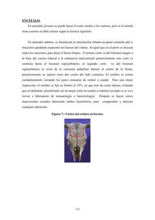 ENCÉFALO.
    En animales jóvenes se puede hacer el corte similar a los caninos, pero si el animal
tiene cuernos se debe extraer según la técnica siguiente:


    En animales adultos, se desarticula la articulación atlanto-occipital cortando piel y
músculos quedando expuestos los huesos del cráneo. Al igual que en el perro se disecan
todos los músculos, para dejar el hueso limpio. El primer corte va del foramen magno a
la base del cuerno (lateral a la eminencia intercornual) posteriormente este corte se
continúa hasta el foramen supraorbitario; el segundo corte             va del foramen
supraorbitario (a nivel de la comisura palpebral lateral) al centro de la frente,
posteriormente se repiten estos dos cortes del lado contrario. El cerebro se extrae
cuidadosamente cortando los pares craneales de rostral a caudal.        Para una mejor
inspección, el cerebro se fija en formol al 10%, ya que esto da cierta dureza, evitando
que se desbarate, permitiendo así un mejor corte en cuanto a simetría (excepto si se va a
enviar a laboratorio de inmunología o bacteriología).        Después se hacen cortes
transversales seriados abarcando ambos hemisferios, para        compararlos y detectar
cualquier alteración.

                        Figura 7.- Cortes del cráneo en bovino.




                                           133
 