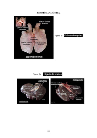 REVISIÓN ANATÓMICA




                   Figura 1.-




Figura 2.-




             135
 