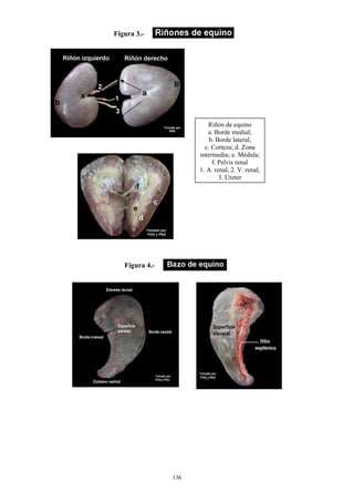 Figura 3.-




                         Riñón de equino
                         a. Borde medial;
                          b. Borde lateral;
                        c. Corteza; d. Zona
                      intermedia; e. Médula;
                           f. Pelvis renal
                      1. A. renal, 2. V. renal,
                              3. Ureter




   Figura 4.-




                136
 