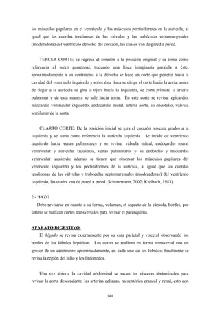 los músculos papilares en el ventrículo y los músculos pectiniformes en la aurícula, al
igual que las cuerdas tendinosas de las valvulas y las trabéculas septomarginales
(moderadora) del ventrículo derecho del corazón, las cuales van de pared a pared.


    TERCER CORTE: se regresa el corazón a la posición original y se toma como
referencia el surco paraconal, trazando una línea imaginaria paralela a éste,
aproximadamente a un centímetro a la derecha se hace un corte que penetre hasta la
cavidad del ventrículo izquierdo y sobre ésta línea se dirige el corte hacia la aorta, antes
de llegar a la aurícula se gira la tijera hacia la izquierda, se corta primero la arteria
pulmonar y de esta manera se sale hacia aorta. En este corte se revisa: epicardio,
miocardio ventricular izquierdo, endocardio mural, arteria aorta, su endotelio, válvula
semilunar de la aorta.


    CUARTO CORTE: De la posición inicial se gira el corazón noventa grados a la
izquierda y se toma como referencia la aurícula izquierda. Se incide de ventrículo
izquierdo hacia venas pulmonares y se revisa: válvula mitral, endocardio mural
ventricular y auricular izquierdo, venas pulmonares y su endotelio y miocardio
ventricular izquierdo; además se tienen que observar los músculos papilares del
ventrículo izquierdo y los pectiniformes de la aurícula, al igual que las cuerdas
tendinosas de las válvulas y trabéculas septomarginales (moderadoras) del ventrículo
izquierdo, las cuales van de pared a pared (Schunemann, 2002; Kielbach, 1983).


2.- BAZO
   Debe revisarse en cuanto a su forma, volumen, el aspecto de la cápsula, bordes, por
último se realizan cortes transversales para revisar el parénquima.


APARATO DIGESTIVO.
    El hígado se revisa externamente por su cara parietal y visceral observando los
bordes de los lóbulos hepáticos. Los cortes se realizan en forma transversal con un
grosor de un centímetro aproximadamente, en cada uno de los lóbulos; finalmente se
revisa la región del hilio y los linfonodos.


    Una vez abierta la cavidad abdominal se sacan las vísceras abdominales para
revisar la aorta descendente, las arterias celiacas, mesentérica craneal y renal, esto con


                                               140
 