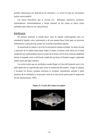posibles alteraciones por deficiencia de minerales y se revisa la línea de crecimiento
(unión costo-condral).
    Las masas musculares que se revisan son:            diafragma, maseteros, ancóneos,
semitendinoso, semimembranoso y bíceps femoral; en los cuales se hacen cortes
profundos para observar sus características.


ENCÉFALO.
    De primera instancia se puede hacer toma de líquido cefaloraquideo para ver
cantidad de líquido, color, consistencia y de esta manera hacer frotis para ver procesos
inflamatorios y presencia de cuirpos de inclusión (encefalitis equina)
    Se desarticula la cabeza a nivel de la articulación atlanto-occipital. Se diseca la piel
y músculos de la cabeza hasta dejar limpio el hueso, el primer corte inicia en el borde
caudal del ojo continuandose hasta el centro de la frente a nivel de la comisura palpebral
lateral, el segundo corte va del borde caudal del ojo hasta el foramen magno; repitiendo
ambos cortes del lado contrario.
    Los cortes tienen que ser profundos cuando llegan a la fosa del temporal, pero a los
lados deben de ser superficiales para evitar la mutilación del cerebro. Luego se separan
y levantan los huesos cortados (incluyen el occipital, interparietal, parietal y parte
posterior de los frontales) y se procede como en el caso de los perros para la inspección
de éste (Schunemann, 1985).


                         Figura 5.- Cortes del cráneo en equino




                                           142
 