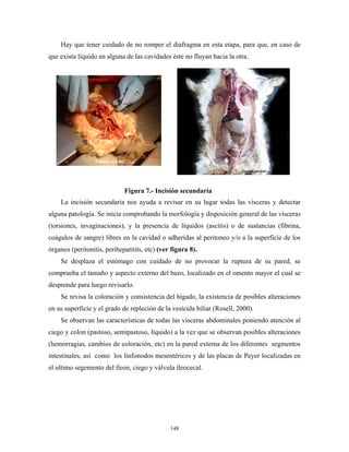 Hay que tener cuidado de no romper el diafragma en esta etapa, para que, en caso de
               que exista líquido en alguna de las cavidades éste no fluyan hacia la otra.




                                            Figura 7.- Incisión secundaria
                   La incisión secundaria nos ayuda a revisar en su lugar todas las visceras y detectar
Hígado
               alguna patología. Se inicia comprobando la morfología y disposición general de las vísceras
     Corazón
               (torsiones, invaginaciones), y la presencia de líquidos (ascitis) o de sustancias (fibrina,
               coágulos de sangre) libres en la cavidad o adheridas al peritoneo y/o a la superficie de los
               órganos (peritonitis, perihepatitits, etc) (ver figura 8).
                   Se desplaza el estómago con cuidado de no provocar la ruptura de su pared, se
               comprueba el tamaño y aspecto externo del bazo, localizado en el omento mayor el cual se
               desprende para luego revisarlo.
                   Se revisa la coloración y consistencia del hígado, la existencia de posibles alteraciones
               en su superficie y el grado de repleción de la vesícula biliar (Rosell, 2000).
                   Se observan las características de todas las visceras abdominales poniendo atención al
               ciego y colon (pastoso, semipastoso, líquido) a la vez que se observan posibles alteraciones
               (hemorragias, cambios de coloración, etc) en la pared externa de los diferentes segmentos
               intestinales, así como los linfonodos mesentéricos y de las placas de Peyer localizadas en
               el ultimo segemento del íleon, ciego y válvula íleocecal.




                                                              148
 