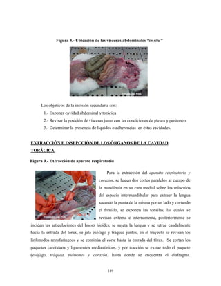 Figura 8.- Ubicación de las vísceras abdominales “in situ”




     Los objetivos de la incisión secundaria son:
       1.- Exponer cavidad abdominal y torácica
       2.- Revisar la posición de vísceras junto con las condiciones de pleura y peritoneo.
       3.- Determinar la presencia de líquidos o adherencias en éstas cavidades.


EXTRACCIÓN E INSEPCCIÓN DE LOS ÓRGANOS DE LA CAVIDAD
TORÁCICA.

Figura 9.- Extracción de aparato respiratorio

                                            Para la extracción del aparato respiratorio y
                                       corazón, se hacen dos cortes paralelos al cuerpo de
                                       la mandíbula en su cara medial sobre los músculos
                                       del espacio intermandibular para extraer la lengua
                                       sacando la punta de la misma por un lado y cortando
                                       el frenillo, se exponen las tonsilas, las cuales se
                                       revisan externa e internamente, posteriormente se
inciden las articulaciones del hueso hioides, se sujeta la lengua y se retrae caudalmente
hacia la entrada del tórax, se jala esófago y tráquea juntos, en el trayecto se revisan los
linfonodos retrofaríngeos y se continúa el corte hasta la entrada del tórax. Se cortan los
paquetes carotídeos y ligamentos mediastínicos, y por tracción se extrae todo el paquete
(esófago, tráquea, pulmones y corazón) hasta donde se encuentra el diafragma.


                                            149
 