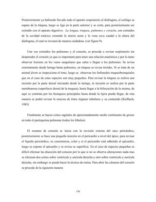 Posteriormente ya habiendo llevado todo el aparato respiratorio al diafragma, el esófago se
separa de la tráquea, luego se liga en la parte anterior y se corta, para posteriormente ser
extraído con el aparato digestivo. La lengua, tráquea, pulmones y corazón, son extraídos
de la cavidad torácica cortando la arteria aorta y la vena cava caudal a la altura del
diafragma, el cual se revisará de manera cuidadosa. (ver figura 9).


    Una vez extraídos los pulmones y el corazón, se procede a revisar respiratorio sin
desprender el corazón ya que es importante para tener una relación anatómica y por lo tanto
observar lesiones en los vasos sanguíneos que salen o llegan a los pulmones. Se revisa
externamente desde laringe hasta pulmones, en tráquea se revisa tiroides. Si se trata de un
animal jóven se inspecciona el timo, luego se observan los linfonodos traqueobronquiales
que en el caso de estas especies son muy pequeños. Para revisar la tráquea se realiza una
incisión por la parte dorsal iniciando desde la laringe, la incisión se realiza por la parte
membranosa (superfucie dorsal de la traquea), hasta llegar a la bifurcación de la misma, de
aquí se continúa por los bronquios principales hasta donde la tijera pueda llegar, de esta
manera se podrá revisar la mucosa de éstos órganos tubulares y su contenido (Kielbach,
1983)


    Finalmente se hacen cortes sagitales de aproximadamente medio centímento de grosor
en todo el parénquima pulmonar (todos los lóbulos).


    El examen de corazón se inicia con la revisión externa del saco pericárdico,
posteriormente se hace una pequeña insición en el pericardio a nivel del ápice, para revisar
el líquido pericárdico, su consistencia, color y si el pericardio está adherido al epicardio,
luego se expone el epicardio y se revisa su superficie. En el caso de especies pequeñas es
difícil efectuar las disección del corazon por lo que si no se observa alteraciones nada mas
se efectuan dos cortes sobre ventrículo y aurícula derecha y otro sobre ventrículo y aurícula
derecha, sin embargo se puede hacer la técnica de rutina. Para abrir las cámaras del corazón
se procede de la siguiente manera




                                             150
 
