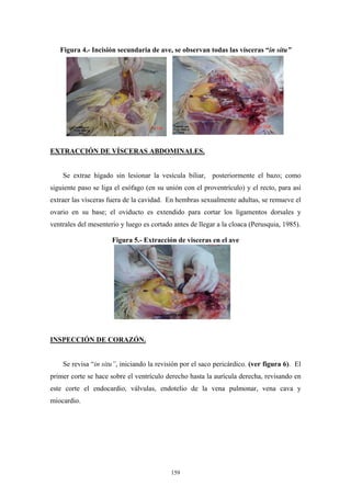 Figura 4.- Incisión secundaria de ave, se observan todas las vísceras “in situ”




EXTRACCIÓN DE VÍSCERAS ABDOMINALES.


    Se extrae hígado sin lesionar la vesícula biliar, posteriormente el bazo; como
siguiente paso se liga el esófago (en su unión con el proventrículo) y el recto, para así
extraer las vísceras fuera de la cavidad. En hembras sexualmente adultas, se remueve el
ovario en su base; el oviducto es extendido para cortar los ligamentos dorsales y
ventrales del mesenterio y luego es cortado antes de llegar a la cloaca (Perusquia, 1985).

                      Figura 5.- Extracción de visceras en el ave




INSPECCIÓN DE CORAZÓN.


    Se revisa “in situ”, iniciando la revisión por el saco pericárdico. (ver figura 6). El
primer corte se hace sobre el ventrículo derecho hasta la aurícula derecha, revisando en
este corte el endocardio, válvulas, endotelio de la vena pulmonar, vena cava y
miocardio.




                                           159
 