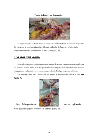 Figura 6.- Inspección de corazón




    El segundo corte se hace desde el ápice del ventrículo hasta la aurícula izquierda.
En este corte se revisa endocardio, válvulas, endotelio de la aorta y el miocardio.
Después se remueve el corazón de su base (Perusquia, 1985).


APARATO RESPIRATORIO.


    Los pulmones son extraídos por medio de una disección cuidadosa separándolos de
las costillas ya que en las aves los pulmones están pegados a la pared torácica; estos se
inspeccionan realizando cortes transversales sobre todo el parénquima pulmonar.
    En algunos casos esta inspección de tráquea y pulmones se realiza in situ (ver
figura 7).




  Figura 7.- Inspección de                                     aparato respiratorio

Nota: Todos los organos tubulares son cortados por su luz .




                                           160
 