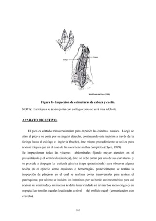 Figura 8.- Inspección de estructuras de cabeza y cuello.

NOTA: La tráquea se revisa junto con esófago como se verá más adelante.


APARATO DIGESTIVO.


     El pico es cortado transversalmente para exponer las conchas nasales. Luego se
abre el pico y se corta por su ángulo derecho, continuando esta incisión a través de la
faringe hasta el esófago e ingluvia (buche), éste mismo procedimiento se utiliza para
revisar tráquea que en el caso de las aves tiene anillos completos (Dyce, 1999).
Se inspeccionan todas las vísceras         abdominales fijando mayor atención en el
proventrículo y el ventrículo (molleja), éste se debe cortar por una de sus curvaturas y
se procede a despegar la cutícula gástrica (capa queratinizada) para observar alguna
lesión en el epitelio como erosiones o hemorragias, posteriormente se realiza la
inspección de páncreas en el cual se realizan cortes transversales para revisar el
parénquima; por ultimo se inciden los intestinos por su borde antimesentérico para así
revisar su contenido y su mucosa se debe tener cuidado en revisar los sacos ciegos y en
especial las tonsilas cecales localicadas a nivel   del orificio cecal (comunicación con
el recto).



                                            161
 