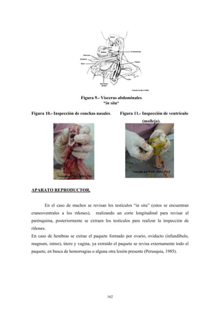 Figura 9.- Vísceras abdominales
                                       “in situ”

Figura 10.- Inspección de conchas nasales.       Figura 11.- Inspección de ventrículo
                                                             (molleja).




APARATO REPRODUCTOR.


       En el caso de machos se revisan los testículos “in situ” (estos se encuentran
craneoventrales a los riñones),    realizando un corte longitudinal para revisar el
parénquima, posteriormente se extraen los testículos para realizar la inspección de
riñones.
En caso de hembras se extrae el paquete formado por ovario, oviducto (infundíbulo,
magnum, istmo), útero y vagina, ya extraído el paquete se revisa externamente todo el
paquete, en busca de hemorragias o alguna otra lesión presente (Perusquia, 1985).




                                          162
 