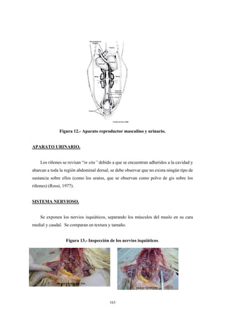 Figura 12.- Aparato reproductor masculino y urinario.


APARATO URINARIO.


    Los riñones se revisan “in situ” debido a que se encuentran adheridos a la cavidad y
abarcan a toda la región abdominal dorsal, se debe observar que no exista ningún tipo de
sustancia sobre ellos (como los uratos, que se observan como polvo de gis sobre los
riñones) (Rossi, 1977).


SISTEMA NERVIOSO.


    Se exponen los nervios isquiáticos, separando los músculos del muslo en su cara
medial y caudal. Se comparan en textura y tamaño.


                  Figura 13.- Inspección de los nervios isquiáticos.




                                          163
 