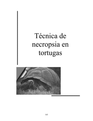Técnica de
necropsia en
  tortugas




    165
 