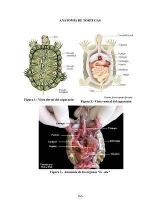 ANATOMÍA DE TORTUGAS




Figura 1.- Vista dorsal del caparazón
                                         Figura 2.- Vista ventral del caparazón




                   Figura 3.- Anatomía de los órganos “in situ”




                                        166
 