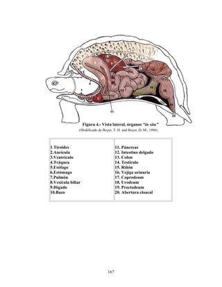 Figura 4.- Vista lateral, órganos “in situ”
                (Modificado de Boyer, T. H. and Boyer, D. M., 1996).



1.Tiroides                              11. Páncreas
2.Aurícula                              12. Intestino delgado
3.Ventrículo                            13. Colon
4.Tráquea                               14. Testículo
5.Esófago                               15. Riñón
6.Estómago                              16. Vejiga urinaria
7.Pulmón                                17. Coprodeum
8.Vesícula biliar                       18. Urodeum
9.Hígado                                19. Proctodeum
10.Bazo                                 20. Abertura cloacal




                                  167
 