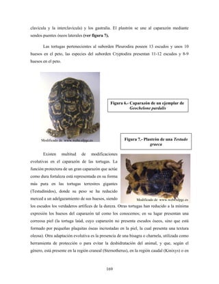 clavícula y la interclavícula) y los gastralia. El plastrón se une al caparazón mediante
sendos puentes óseos laterales (ver figura 7).

       Las tortugas pertenecientes al suborden Pleurodira poseen 13 escudos y unos 10
huesos en el peto, las especies del suborden Cryptodira presentan 11-12 escudos y 8-9
huesos en el peto.




                                                 Figura 6.- Caparazón de un ejemplar de
                                                            Geochelone pardalis




      Modificado de www.webs.ulpgc.es                   Figura 7.- Plastrón de una Testudo
                                                                      graeca

       Existen       multitud   de   modificaciones
evolutivas en el caparazón de las tortugas. La
función protectora de un gran caparazón que actúe
como dura fortaleza está representada en su forma
más pura en las tortugas terrestres gigantes
(Testudínidos), donde su peso se ha reducido
merced a un adelgazamiento de sus huesos, siendo              Modificado de www.webs.ulpgc.es
los escudos los verdaderos artífices de la dureza. Otras tortugas han reducido a la mínima
expresión los huesos del caparazón tal como los conocemos; en su lugar presentan una
correosa piel (la tortuga laúd, cuyo caparazón no presenta escudos óseos, sino que está
formado por pequeñas plaquitas óseas incrustadas en la piel, la cual presenta una textura
oleosa). Otra adaptación evolutiva es la presencia de una bisagra o charnela, utilizada como
herramienta de protección o para evitar la deshidratación del animal, y que, según el
género, está presente en la región craneal (Sternotherus), en la región caudal (Kinixys) o en



                                             169
 