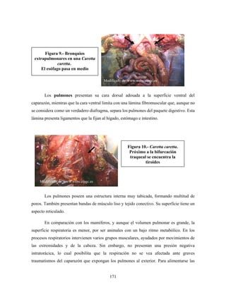 Figura 9.- Bronquios
 extrapulmonares en una Caretta
              caretta.
     El esófago pasa en medio

                                         Modificado de www.webs.ulpgc.es



       Los pulmones presentan su cara dorsal adosada a la superficie ventral del
caparazón, mientras que la cara ventral limita con una lámina fibromuscular que, aunque no
se considera como un verdadero diafragma, separa los pulmones del paquete digestivo. Esta
lámina presenta ligamentos que la fijan al hígado, estómago e intestino.




                                                      Figura 10.- Caretta caretta.
                                                       Próximo a la bifurcación
                                                       traqueal se encuentra la
                                                               tiroides



    Modificado de www.webs.ulpgc.es



       Los pulmones poseen una estructura interna muy tabicada, formando multitud de
poros. También presentan bandas de músculo liso y tejido conectivo. Su superficie tiene un
aspecto reticulado.

       En comparación con los mamíferos, y aunque el volumen pulmonar es grande, la
superficie respiratoria es menor, por ser animales con un bajo ritmo metabólico. En los
procesos respiratorios intervienen varios grupos musculares, ayudados por movimientos de
las extremidades y de la cabeza. Sin embargo, no presentan una presión negativa
intratorácica, lo cual posibilita que la respiración no se vea afectada ante graves
traumatismos del caparazón que expongan los pulmones al exterior. Para alimentarse las


                                            171
 