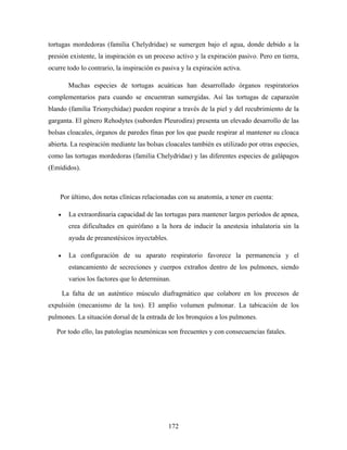 tortugas mordedoras (familia Chelydridae) se sumergen bajo el agua, donde debido a la
presión existente, la inspiración es un proceso activo y la expiración pasivo. Pero en tierra,
ocurre todo lo contrario, la inspiración es pasiva y la expiración activa.

         Muchas especies de tortugas acuáticas han desarrollado órganos respiratorios
complementarios para cuando se encuentran sumergidas. Así las tortugas de caparazón
blando (familia Trionychidae) pueden respirar a través de la piel y del recubrimiento de la
garganta. El género Rehodytes (suborden Pleurodira) presenta un elevado desarrollo de las
bolsas cloacales, órganos de paredes finas por los que puede respirar al mantener su cloaca
abierta. La respiración mediante las bolsas cloacales también es utilizado por otras especies,
como las tortugas mordedoras (familia Chelydridae) y las diferentes especies de galápagos
(Emídidos).



    Por último, dos notas clínicas relacionadas con su anatomía, a tener en cuenta:

   •     La extraordinaria capacidad de las tortugas para mantener largos períodos de apnea,
         crea dificultades en quirófano a la hora de inducir la anestesia inhalatoria sin la
         ayuda de preanestésicos inyectables.

   •     La configuración de su aparato respiratorio favorece la permanencia y el
         estancamiento de secreciones y cuerpos extraños dentro de los pulmones, siendo
         varios los factores que lo determinan.

       La falta de un auténtico músculo diafragmático que colabore en los procesos de
expulsión (mecanismo de la tos). El amplio volumen pulmonar. La tabicación de los
pulmones. La situación dorsal de la entrada de los bronquios a los pulmones.

   Por todo ello, las patologías neumónicas son frecuentes y con consecuencias fatales.




                                                172
 
