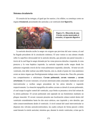 Sistema circulatorio

   El corazón de las tortugas, al igual que los saurios y los ofidios, se constituye como un
órgano tricameral, presentando dos aurículas y un ventrículo (ver figura11).




                                                          Figura 11.- Disección de una
                                                          Caretta caretta mostrando el
                                                         corazón y el aparato digestivo




      Modificado de www.webs.ulpgc.es

    La aurícula derecha recibe la sangre sin oxigeno que proviene del seno venoso, al cual
ha llegado procedente de la circulación sistémica. El seno venoso es una cámara situada
sobre la superficie dorsocaudal de la aurícula derecha, que presenta una pared muscular a
través de la cual llega la sangre drenada por las venas precavas derecha e izquierda, la vena
postcava y la vena hepática izquierda. La aurícula izquierda recibe sangre desde los
pulmones oxigenada a través de las venas pulmonares izquierda y derecha. Al tener un solo
ventrículo, éste debe realizar una doble función, esto es, desde el punto de vista anatómico
existe un único órgano que fisiológicamente trabaja como si fueran dos. Para ello, presenta
tres compartimentos o subcámaras: Cavum pulmonale, cavum venosum y cavum
arteriosum. El cavum venosum y el cavum arteriosum están conectados mediante un canal
interventricular y reciben sangre procedente de los atrios derecho e izquierdo
respectivamente. La situación topográfica de ambos cavums es dorsal al cavum pulmonale,
el cual ocupa la región ventral del ventrículo, cuyo límite se presenta a nivel del ostium de
la arteria pulmonar. El cavum pulmonale está separado de sus homónimos mediante un
pliegue muscular. El cavum venosum presenta una localización cráneo-ventral dentro del
ventrículo extendiéndose hasta los dos arcos aórticos, uno izquierdo y otro derecho, que
salen craneoventralmente desde el ventrículo. A nivel craneal del canal interventricular se
disponen dos válvulas auriculoventriculares, las cuales ocluyen de forma parcial a dicho
canal durante la sístole auricular; mientras que, durante la sístole ventricular, evitan que la



                                             173
 