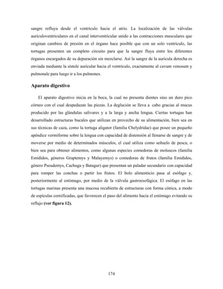 sangre refluya desde el ventrículo hacia el atrio. La localización de las válvulas
auriculoventriculares en el canal interventricular unido a las contracciones musculares que
originan cambios de presión en el órgano hace posible que con un solo ventrículo, las
tortugas presenten un completo circuito para que la sangre fluya entre los diferentes
órganos encargados de su depuración sin mezclarse. Así la sangre de la aurícula derecha es
enviada mediante la sístole auricular hacia el ventrículo, exactamente al cavum venosum y
pulmonale para luego ir a los pulmones.

Aparato digestivo

    El aparato digestivo inicia en la boca, la cual no presenta dientes sino un duro pico
córneo con el cual despedazan las piezas. La deglución se lleva a cabo gracias al mucus
producido por las glándulas salivares y a la larga y ancha lengua. Ciertas tortugas han
desarrollado estructuras bucales que utilizan en provecho de su alimentación, bien sea en
sus técnicas de caza, como la tortuga aligator (familia Chelydridae) que posee un pequeño
apéndice vermiforme sobre la lengua con capacidad de distensión al llenarse de sangre y de
moverse por medio de determinados músculos, el cual utiliza como señuelo de pesca; o
bien sea para obtener alimentos, como algunas especies comedoras de moluscos (familia
Emídidos, géneros Graptemys y Malayemys) o comedoras de frutos (familia Emídidos,
género Pseudemys, Cachuga y Batagur) que presentan un paladar secundario con capacidad
para romper las conchas o partir los frutos. El bolo alimenticio pasa al esófago y,
posteriormente al estómago, por medio de la válvula gastroesofágica. El esófago en las
tortugas marinas presenta una mucosa recubierta de estructuras con forma cónica, a modo
de espículas cornificadas, que favorecen el paso del alimento hacia el estómago evitando su
reflujo (ver figura 12).




                                           174
 