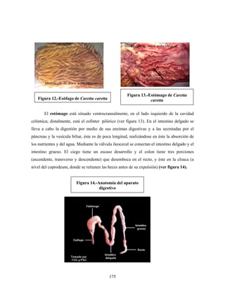 Modificado de www.webs.ulpgc.es




       Modificado de www.webs.ulpgc.es


                                                       Figura 13.-Estómago de Caretta
   Figura 12.-Esófago de Caretta caretta                           caretta


       El estómago está situado ventrocranealmente, en el lado izquierdo de la cavidad
celómica; distalmente, está el esfínter pilórico (ver figura 13). En el intestino delgado se
lleva a cabo la digestión por medio de sus enzimas digestivas y a las secretadas por el
páncreas y la vesícula biliar, éste es de poca longitud, realizándose en éste la absorción de
los nutrientes y del agua. Mediante la válvula ileocecal se conectan el intestino delgado y el
intestino grueso. El ciego tiene un escaso desarrollo y el colon tiene tres porciones
(ascendente, transverso y descendente) que desemboca en el recto, y éste en la cloaca (a
nivel del coprodeum, donde se retienen las heces antes de su expulsión) (ver figura 14).


                          Figura 14.-Anatomía del aparato
                                      digestivo




                                             175
 