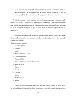 •   Clase 3. Cadáver en avanzando estado de descomposición. Las vísceras tienen un
       aspecto líquido y se desbaratan con la mínima presión (friables), el olor es
       sumamente fétido, hay tonalidades verdes negruscas en todas las vísceras.


   Se deberán examinar y tomar muestras de todos los especimenes que estén dentro de la
clase 1. Para la clase 2 deberá usar su criterio pero si son tortugas Laud las muertas en este
caso será importante tomar muestras de este espécimen. Las tortugas clasificadas como tres
no se les hace ya la necropsia, ya que es difícil observar alteraciones para efectuar un
diagnóstico.


   Es importante que las muestras se guarden en frascos perfectamente identificados con el
número de la tortuga y la clave que el prosector haya decidido asignar para evitar errores de
traslape de la muestra.
Herramienta de necropsias.
   •   Guantes de hule
   •   Frascos
   •   Lápiz
   •   Pinzas de dientes de ratón
   •   Hoja de protocolo
   •   Formol al 10%
   •   Frascos plásticos para tomar las muestras
   •   Tabla de cortar
   •   Sierra
   •   Bisturí
   •   Cuchillo
   •   Chaira
   •   Piedra de afilar
   •   Tijeras


   La tortuga se coloca en decúbito dorsal y se realiza el examen externo, se deben anotar
las anormalidades del caparazón, piel y plastrón, por ejemplo la presencia de epibiontos


                                             180
 