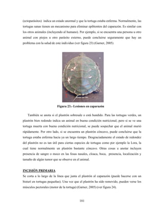 (ectoparásitos) indica un estado anormal y que la tortuga estaba enferma. Normalmente, las
tortugas sanas tienen un mecanismo para eliminar epibiontos del caparazón. Es similar con
los otros animales (incluyendo al humano). Por ejemplo, si se encuentra una persona u otro
animal con piojos u otro parásito externo, puede concluirse seguramente que hay un
problema con la salud de este individuo (ver figura 23) (Garner, 2005)




                          Figura 23.- Lesiones en caparazón

   También se anota si el plastrón sobresale o está hundido. Para las tortugas verdes, un
plastrón bien redondo indica un animal en buena condición nutricional; pero si se ve una
tortuga muerta con buena condición nutricional, se puede sospechar que el animal murió
rápidamente. Por otro lado, si se encuentra un plastrón cóncavo, puede concluirse que la
tortuga estaba enferma hacia ya un largo tiempo. Desgraciadamente el estado de redondez
del plastrón no es tan útil para ciertas especies de tortugas como por ejemplo la Lora, la
cual tiene normalmente un plastrón bastante cóncavo. Otras cosas a anotar incluyen
presencia de sangre o moco en las fosas nasales, cloaca, boca, presencia, localización y
tamaño de algún tumor que se observe en el animal.


INCISIÓN PRIMARIA
Se corta a lo largo de la línea que junta el plastrón al caparazón (puede hacerse con un
bisturí en tortugas pequeñas). Una vez que el plastrón ha sido removido, pueden verse los
músculos pectorales (motor de la tortuga) (Garner, 2005) (ver figura 24).



                                            181
 
