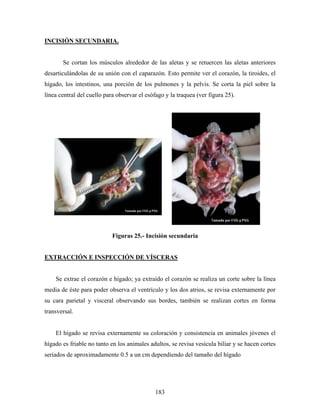 INCISIÓN SECUNDARIA.


       Se cortan los músculos alrededor de las aletas y se retuercen las aletas anteriores
desarticulándolas de su unión con el caparazón. Esto permite ver el corazón, la tiroides, el
hígado, los intestinos, una porción de los pulmones y la pelvis. Se corta la piel sobre la
línea central del cuello para observar el esófago y la traquea (ver figura 25).




                            Figuras 25.- Incisión secundaria


EXTRACCIÓN E INSPECCIÓN DE VÍSCERAS


    Se extrae el corazón e hígado; ya extraído el corazón se realiza un corte sobre la línea
media de éste para poder observa el ventrículo y los dos atrios, se revisa externamente por
su cara parietal y visceral observando sus bordes, también se realizan cortes en forma
transversal.


    El hígado se revisa externamente su coloración y consistencia en animales jóvenes el
hígado es friable no tanto en los animales adultos, se revisa vesícula biliar y se hacen cortes
seriados de aproximadamente 0.5 a un cm dependiendo del tamaño del hígado




                                              183
 