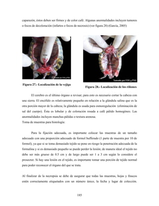 caparazón, éstos deben ser firmes y de color café. Algunas anormalidades incluyen tumores
o focos de decoloración (infartos o focos de necrosis) (ver figura 28) (García, 2005)




Figura 27.- Localización de la vejiga
                                                   Figura 28.- Localización de los riñones

       El cerebro es el último órgano a revisar; para esto es necesario cortar la cabeza con
una sierra. El encéfalo es relativamente pequeño en relación a la glándula salina que es la
otra porción mayor de la cabeza; la glándula es usada para osmoregulación (eliminación de
sal del cuerpo). Ésta es lobular y de coloración rosada a café pálido homogéneo. Las
anormalidades incluyen manchas pálidas o textura arenosa.
Toma de muestras para histología:


       Para la fijación adecuada, es importante colocar las muestras de un tamaño
adecuado con una proporción adecuado de formol bufferado (1 parte de muestra por 10 de
formol), ya que si se toma demasiado tejido se pone en riesgo la penetración adecuada de la
formalina y si es demasiado pequeño se puede perder la lesión; de manera ideal el tejido no
debe ser más grueso de 0.5 cm y de largo puede ser 1 a 3 cm según lo considere el
prosector. Si hay una lesión en el tejido, es importante tomar una porción de tejido normal
para poder reconocer el órgano del que se trata.


Al finalizar de la necropsia se debe de asegurar que todas las muestras, hojas y frascos
estén correctamente etiquetados con un número único, la fecha y lugar de colección.



                                            185
 