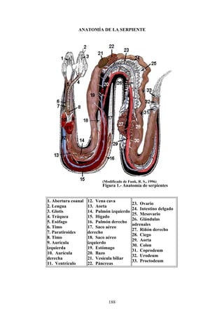 ANATOMÍA DE LA SERPIENTE




                            (Modificado de Funk, R. S., 1996)
                            Figura 1.- Anatomía de serpientes


1. Abertura coanal   12. Vena cava
                                              23. Ovario
2. Lengua            13. Aorta
                                              24. Intestino delgado
3. Glotis            14. Pulmón izquierdo
                                              25. Mesovario
4. Tráquea           15. Hígado
                                              26. Glándulas
5. Esófago           16. Pulmón derecho
                                              adrenales
6. Timo              17. Saco aéreo
                                              27. Riñón derecho
7. Paratiroides      derecho
                                              28. Ciego
8. Timo              18. Saco aéreo
                                              29. Aorta
9. Aurícula          izquierdo
                                              30. Colon
izquierda            19. Estómago
                                              31. Coprodeum
10. Aurícula         20. Bazo
                                              32. Urodeum
derecha              21. Vesícula biliar
                                              33. Proctodeum
11. Ventrículo       22. Páncreas




                               188
 