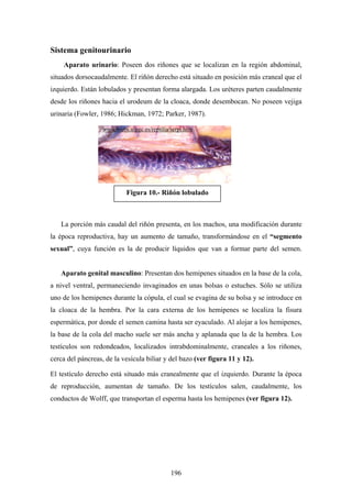 Sistema genitourinario
    Aparato urinario: Poseen dos riñones que se localizan en la región abdominal,
situados dorsocaudalmente. El riñón derecho está situado en posición más craneal que el
izquierdo. Están lobulados y presentan forma alargada. Los uréteres parten caudalmente
desde los riñones hacia el urodeum de la cloaca, donde desembocan. No poseen vejiga
urinaria (Fowler, 1986; Hickman, 1972; Parker, 1987).

                  www.webs.ulpgc.es/reptilia/serpi.htm




                           Figura 10.- Riñón lobulado



   La porción más caudal del riñón presenta, en los machos, una modificación durante
la época reproductiva, hay un aumento de tamaño, transformándose en el “segmento
sexual”, cuya función es la de producir líquidos que van a formar parte del semen.


   Aparato genital masculino: Presentan dos hemipenes situados en la base de la cola,
a nivel ventral, permaneciendo invaginados en unas bolsas o estuches. Sólo se utiliza
uno de los hemipenes durante la cópula, el cual se evagina de su bolsa y se introduce en
la cloaca de la hembra. Por la cara externa de los hemipenes se localiza la fisura
espermática, por donde el semen camina hasta ser eyaculado. Al alojar a los hemipenes,
la base de la cola del macho suele ser más ancha y aplanada que la de la hembra. Los
testículos son redondeados, localizados intrabdominalmente, craneales a los riñones,
cerca del páncreas, de la vesícula biliar y del bazo (ver figura 11 y 12).

El testículo derecho está situado más cranealmente que el izquierdo. Durante la época
de reproducción, aumentan de tamaño. De los testículos salen, caudalmente, los
conductos de Wolff, que transportan el esperma hasta los hemipenes (ver figura 12).




                                             196
 