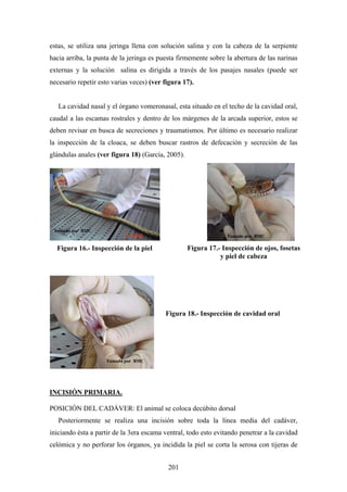 estas, se utiliza una jeringa llena con solución salina y con la cabeza de la serpiente
hacia arriba, la punta de la jeringa es puesta firmemente sobre la abertura de las narinas
externas y la solución salina es dirigida a través de los pasajes nasales (puede ser
necesario repetir esto varias veces) (ver figura 17).


   La cavidad nasal y el órgano vomeronasal, esta situado en el techo de la cavidad oral,
caudal a las escamas rostrales y dentro de los márgenes de la arcada superior, estos se
deben revisar en busca de secreciones y traumatismos. Por último es necesario realizar
la inspección de la cloaca, se deben buscar rastros de defecación y secreción de las
glándulas anales (ver figura 18) (García, 2005).




 Tomado por BMC
                                                                 Tomado por BMC

  Figura 16.- Inspección de la piel                Figura 17.- Inspección de ojos, fosetas
                                                              y piel de cabeza




                                          Figura 18.- Inspección de cavidad oral




                    Tomado por BMC




INCISIÓN PRIMARIA.

POSICIÓN DEL CADÁVER: El animal se coloca decúbito dorsal
   Posteriormente se realiza una incisión sobre toda la línea media del cadáver,
iniciando ésta a partir de la 3era escama ventral, todo esto evitando penetrar a la cavidad
celómica y no perforar los órganos, ya incidida la piel se corta la serosa con tijeras de


                                           201
 