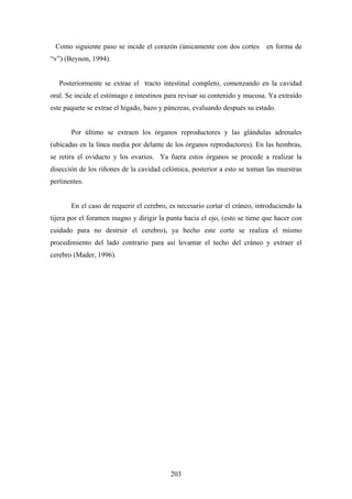 Como siguiente paso se incide el corazón (únicamente con dos cortes        en forma de
“v”) (Beynon, 1994).


   Posteriormente se extrae el tracto intestinal completo, comenzando en la cavidad
oral. Se incide el estómago e intestinos para revisar su contenido y mucosa. Ya extraído
este paquete se extrae el hígado, bazo y páncreas, evaluando después su estado.


       Por último se extraen los órganos reproductores y las glándulas adrenales
(ubicadas en la línea media por delante de los órganos reproductores). En las hembras,
se retira el oviducto y los ovarios. Ya fuera estos órganos se procede a realizar la
disección de los riñones de la cavidad celómica, posterior a esto se toman las muestras
pertinentes.


       En el caso de requerir el cerebro, es necesario cortar el cráneo, introduciendo la
tijera por el foramen magno y dirigir la punta hacia el ojo, (esto se tiene que hacer con
cuidado para no destruir el cerebro), ya hecho este corte se realiza el mismo
procedimiento del lado contrario para así levantar el techo del cráneo y extraer el
cerebro (Mader, 1996).




                                          203
 